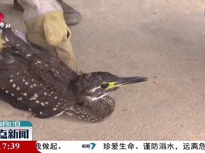 德安：救助国家一级保护动物海南虎斑鳽