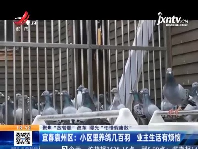 【聚焦“放管服”改革 曝光“怕慢假庸散”】宜春袁州区：小区里养鸽几百羽 业主生活有烦恼
