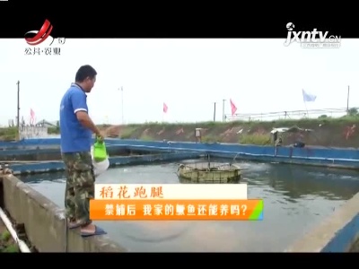 稻花香里20210827 稻花跑腿——禁捕后 我家的鳜鱼还能养吗？