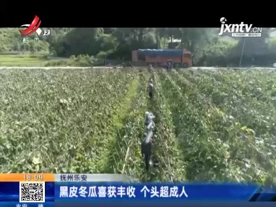 抚州乐安：黑皮冬瓜喜获丰收 个头超成人