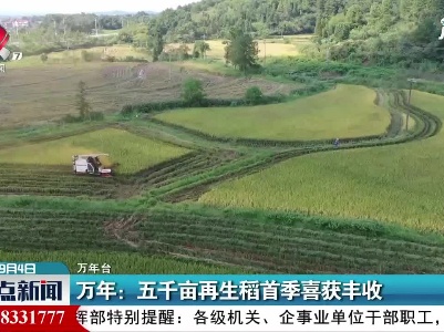 万年：五千亩再生稻首季喜获丰收