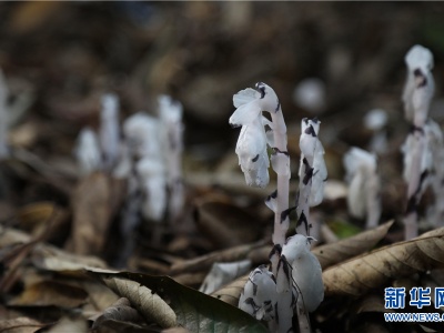“枯叶里的精灵”水晶兰现身云南耿马