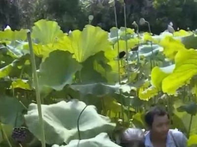 【乡村振兴看一线】四川内江：因地制宜发展荷莲产业 延伸产业链带动村民就业