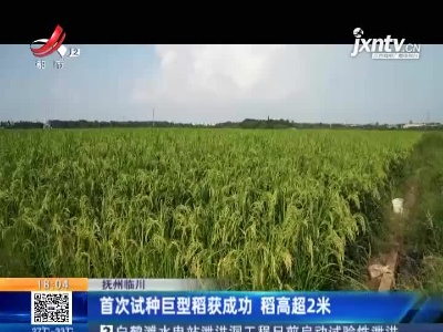 抚州临川：首次试种巨型稻获成功 稻高超2米
