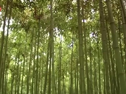 我省加快实施竹产业“千亿工程”助推高质量发展