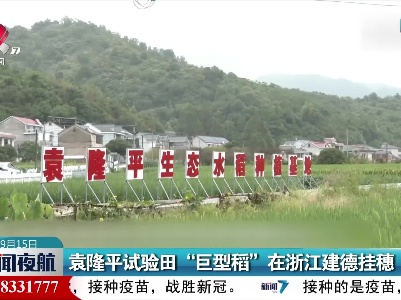 袁隆平试验田“巨型稻” 在浙江建德挂穗