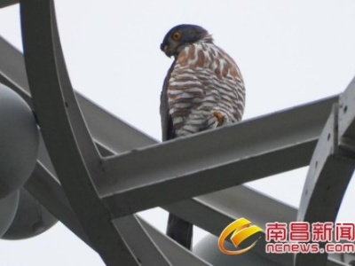 南昌动物园放飞一只国家二级保护动物“凤头鹰”
