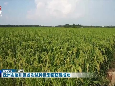 抚州市临川区首次试种巨型稻获得成功
