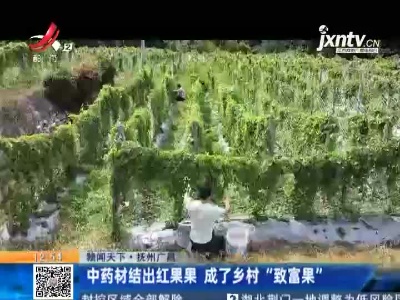 【赣闻天下】抚州广昌：中药材结出红果果 成了乡村“致富果”