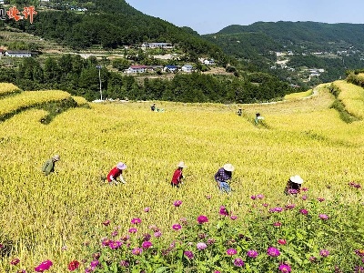 【央视快评】让广大农民生活芝麻开花节节高
