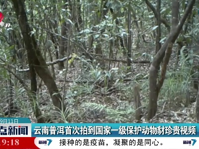 云南普洱首次拍到国家一级保护动物豺珍贵视频