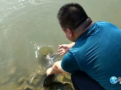 水域生态好 九江共青城现“娃娃鱼”