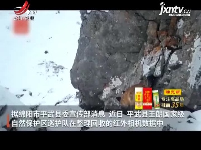 四川绵阳发现赤狐雪地觅食