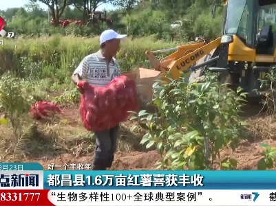 【好一个丰收年】都昌县1.6万亩红薯喜获丰收