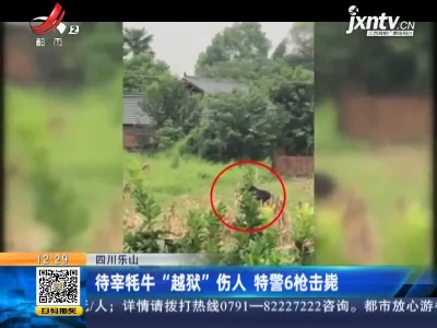 四川乐山：待宰牦牛“越狱”伤人 特警6枪击毙