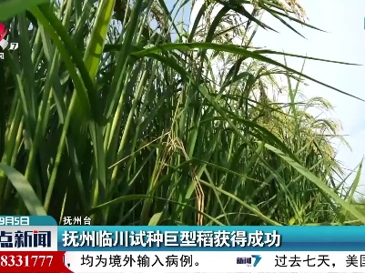 抚州临川试种巨型稻获得成功