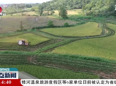 万年：五千亩再生稻首季喜获丰收