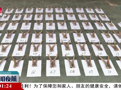 广西警方查获一批走私高鼻羚羊角和白犀角手镯
