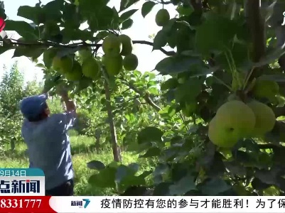 新疆库尔勒香梨迎来丰收季