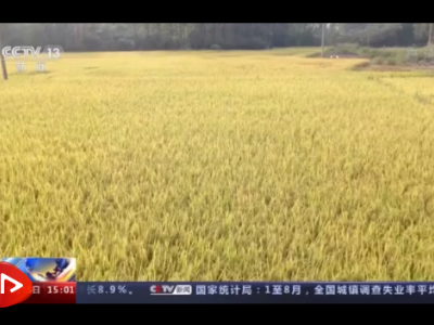 水稻、蜜桃、盐田虾……全国各地同庆丰收 致敬劳动