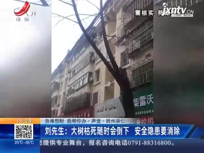 【急难愁盼 我帮你办·声音·抚州崇仁】刘先生：大树枯死随时会倒下 安全隐患要消除