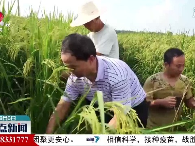 抚州临川试种巨型稻获得成功