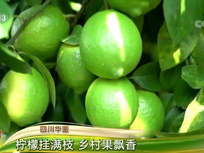 走进乡村看小康 | 四川华蓥：柠檬挂满枝 乡村果飘香