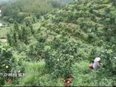 社会传真20210920 丰收季 “果”然好开心！
