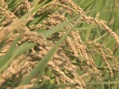 稻花香里说丰年 丰收节里看“丰景”