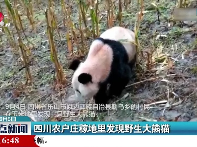 四川农户庄稼地里发现野生大熊猫