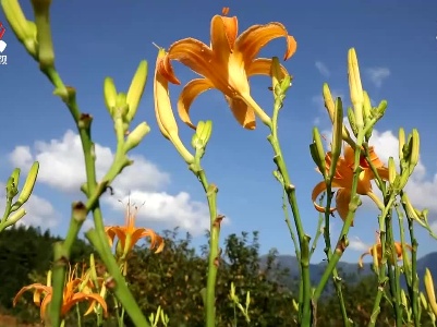 莫道农家无宝玉 遍地黄花是金针
