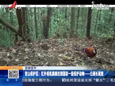 官山保护区：红外相机频频拍到国家一级保护动物——白颈长尾雉