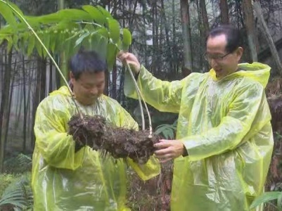 凭借林下中草药种植优势  “中国黄精之乡”铜鼓县将青山变金山