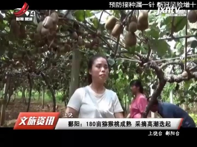 上饶鄱阳：180亩猕猴桃成熟 采摘高潮迭起