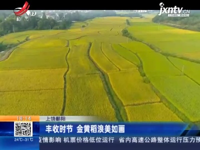 上饶鄱阳：丰收时节 金黄稻浪美如画