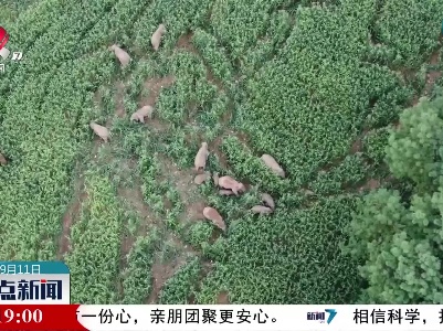 云南北移亚洲象群转入属地常态化管理