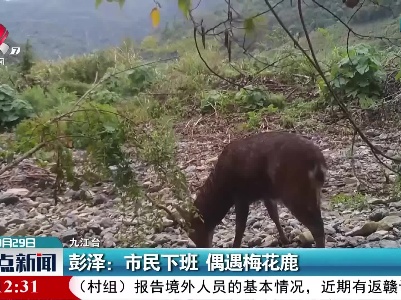 彭泽：市民下班 偶遇梅花鹿