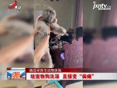 南昌宋医生动物医院：给宠物狗洗澡 直接变“偏瘫”