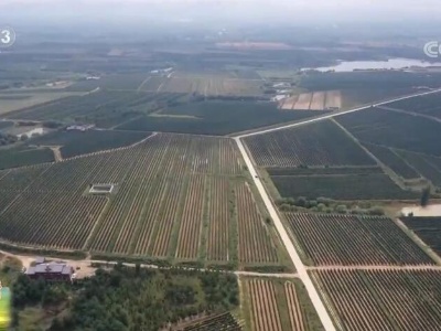走进乡村看小康 | 山东烟台东王村：葡萄美酒富农家 贫瘠土地变身致富高地 