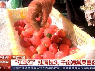 【丰收中国】新疆玛纳斯：“红宝石”挂满枝头 千亩海棠果喜获丰收 