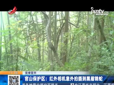 宜春宜丰·官山保护区：红外相机意外拍摄到黑眉锦蛇