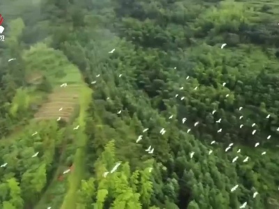 遂川县启动“千年鸟道”鸟类环志工作