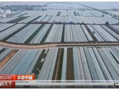 【丰收中国】山西运城：鲜枣上市 助农增收 