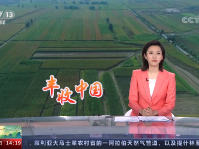 【丰收中国】山西朔州：冬播谷子试验田迎丰收 产量高品质优