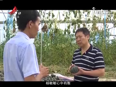 稻花香里20210916 乡村发现——迷你小南瓜的致富路