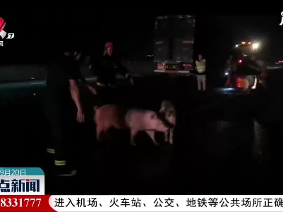 货车刹车失灵追尾起火 消防员边灭火边“赶猪”