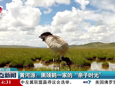 黄河源：黑颈鹤一家的“亲子时光”
