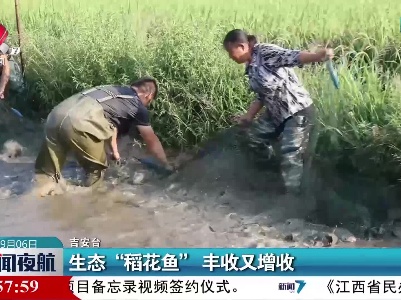 生态“稻花鱼”丰收又增收