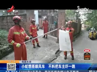 南昌东湖：小蛇想搭顺风车 不料把车主吓一跳