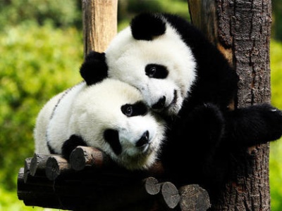 大熊猫小种群面临灭绝风险 栖息地破碎化现状亟待改善